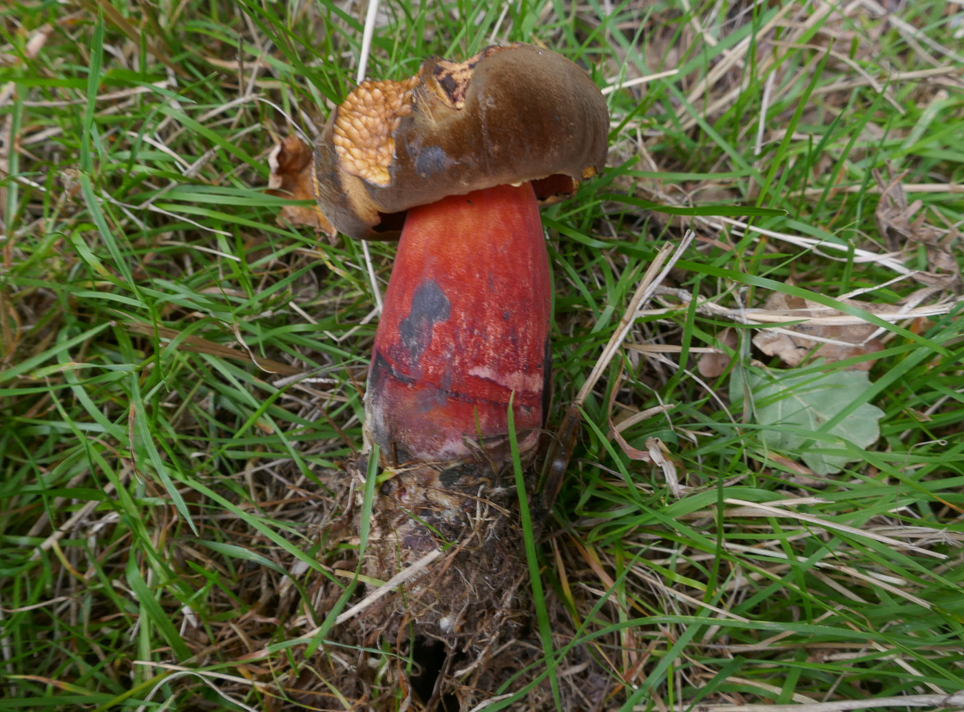 Photo © Jackie Ewan Neoboletus luridiformis by Jackie Ewan